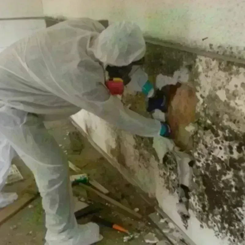 Mold Remediation and Removal in Richmond, IL